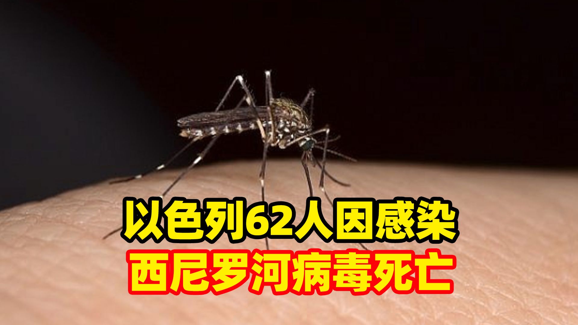 以色列已有62人因感染西尼罗河病毒死亡,该病毒常通过蚊虫叮咬传播哔哩哔哩bilibili