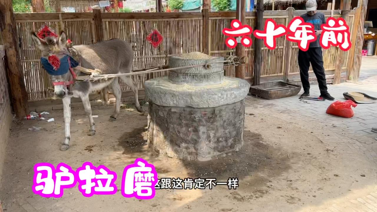 毛驴拉磨为啥要蒙上眼睛？这样的老传统加工方式，现在是很少见了