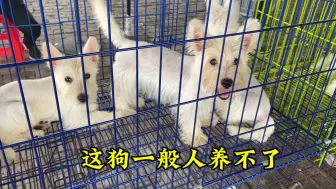 Descargar video: 逛河南大型狗市，看不一样的宠物猫狗，这种狗一般人还真不建议养