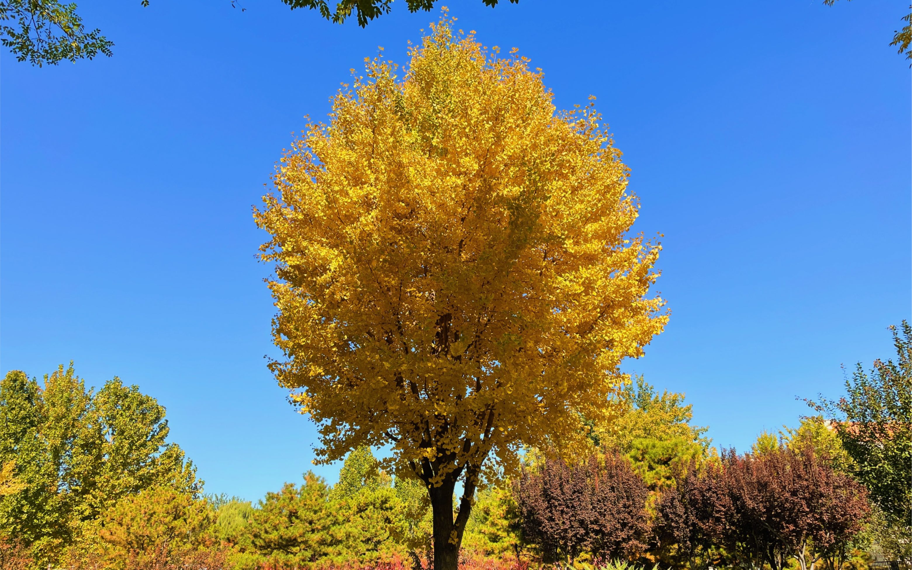 教科书式的轴对称银杏树