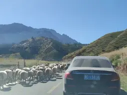 Скачать видео: 山路上碰到哈集羊，最离谱的堵车