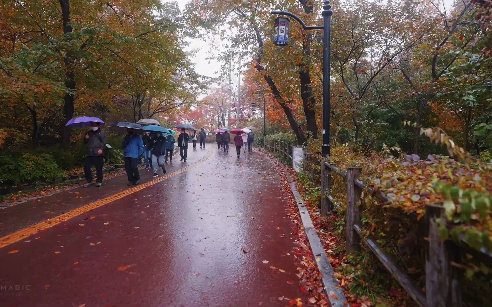 [图]Walking in the Rain, Autumn Leaves and Binaural Rain Sounds in Namsan Mountain,