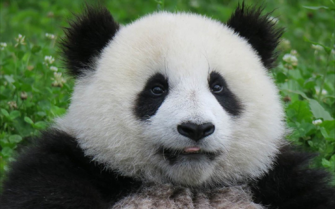 野熊后代乔兜兜,煤气罐罐小甜兜吃草草