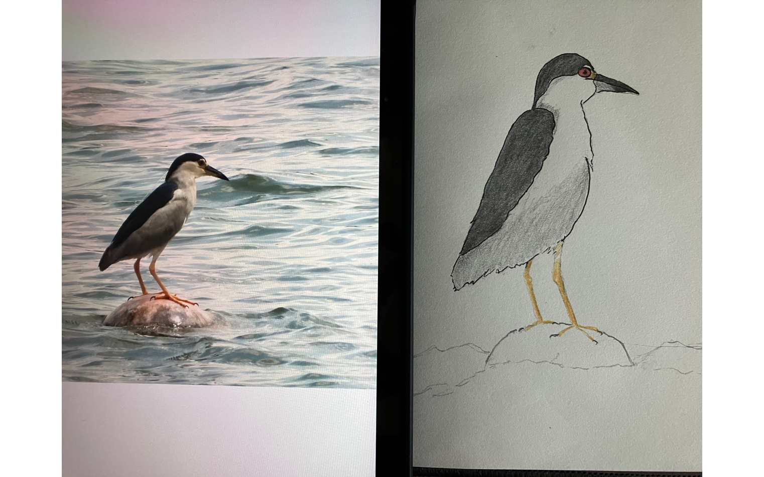 【新手学画鸟】中华田园企鹅——夜鹭