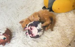 【喵】小橘猫玩♂雷狮球，但不玩安迷修球？