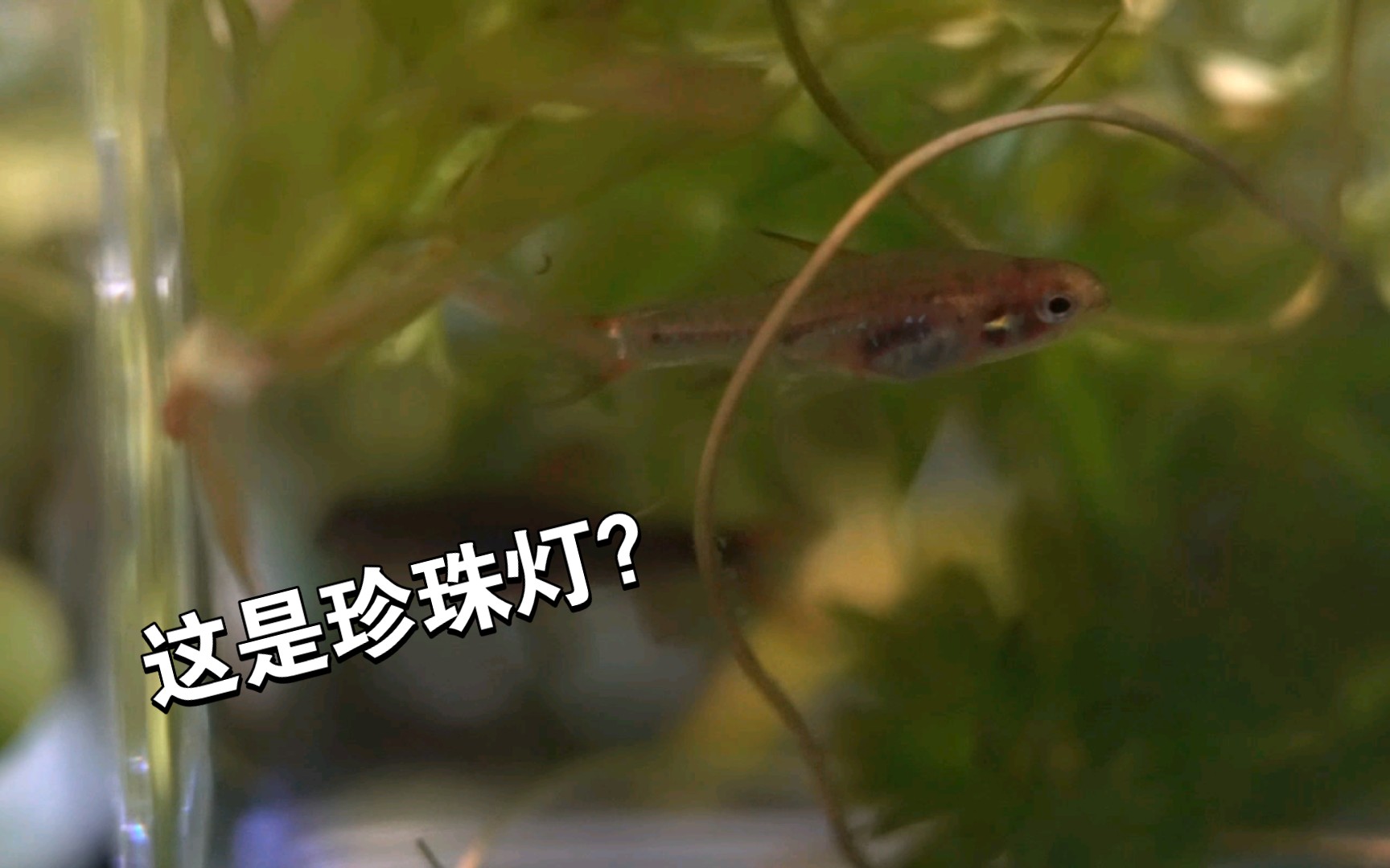 珍珠灯鱼,但是离发色有点距离(悲)