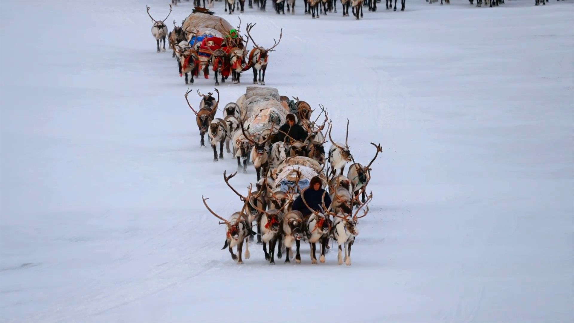 5月 我們穿短袖,俄羅斯人遷徙馴鹿走雪地