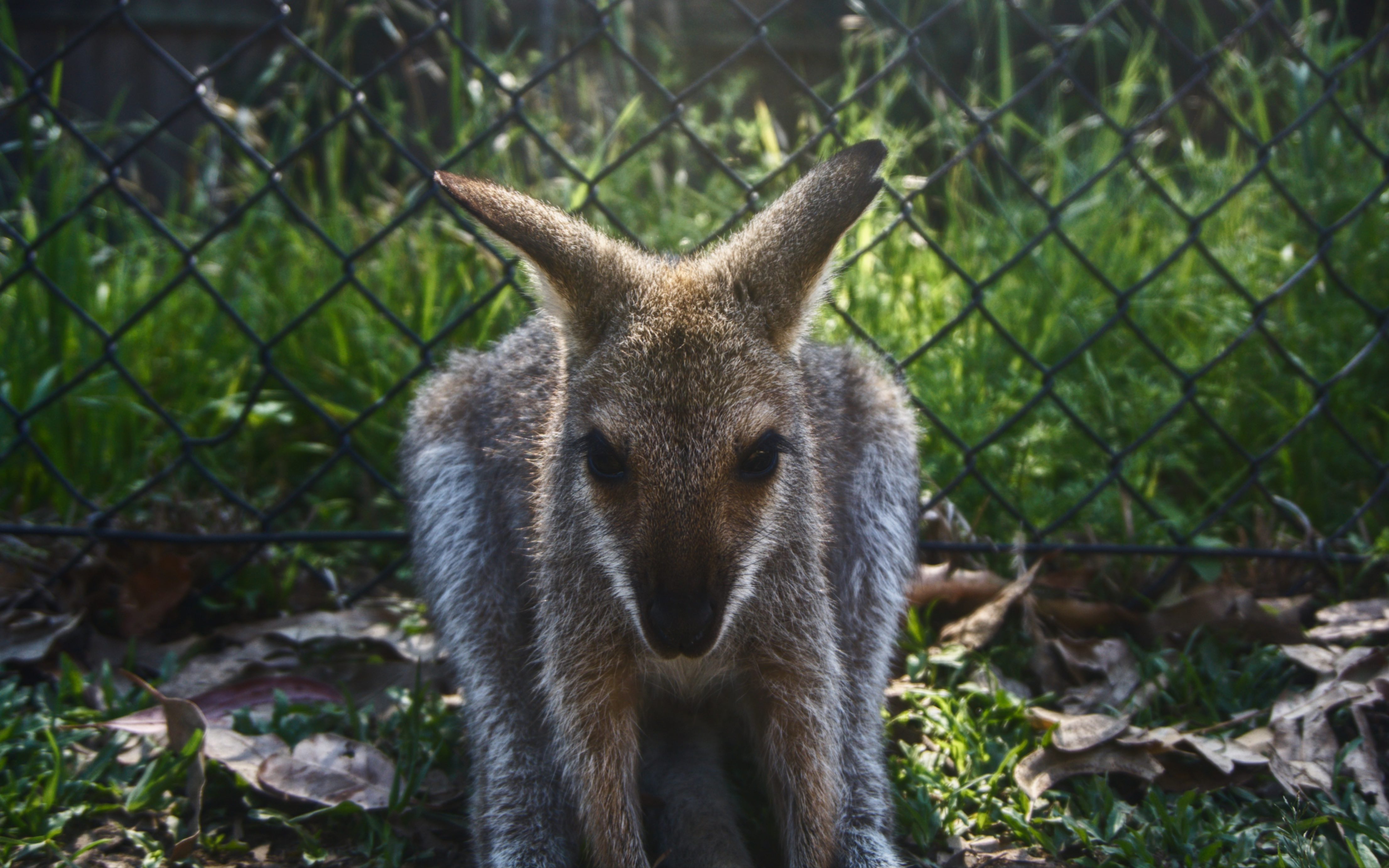 vlog-澳洲的小动物