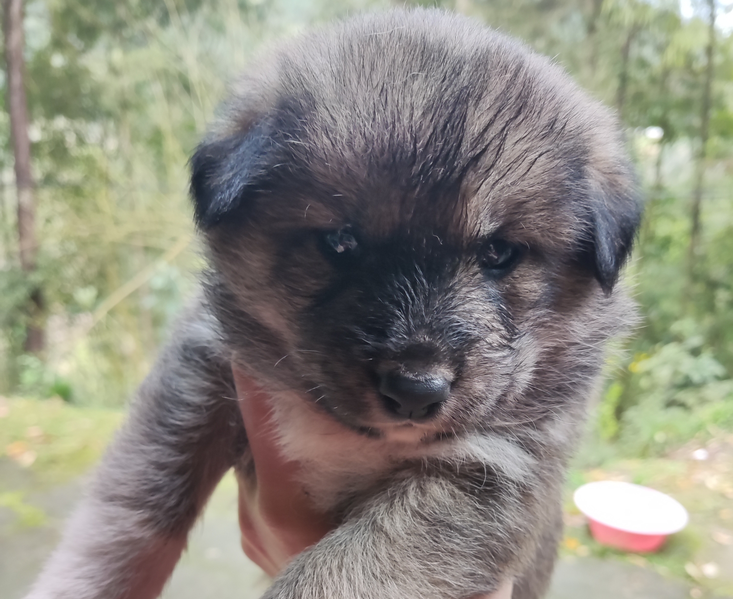 中華田園犬小時候