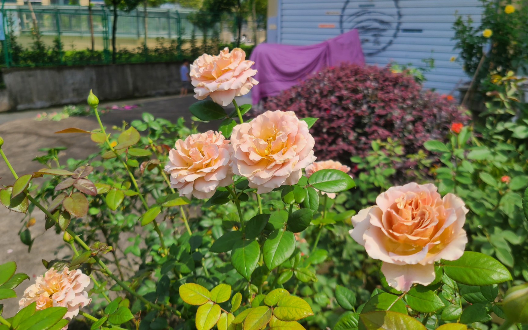 月季品种推荐-耐热耐晒的复古色系月季咖啡拿铁,欣赏一下它的8月花吧