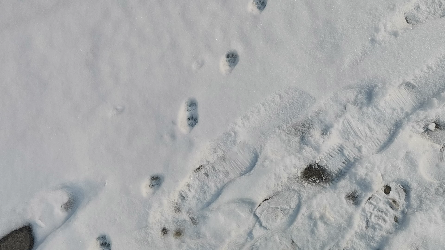 [图]雪地小脚印