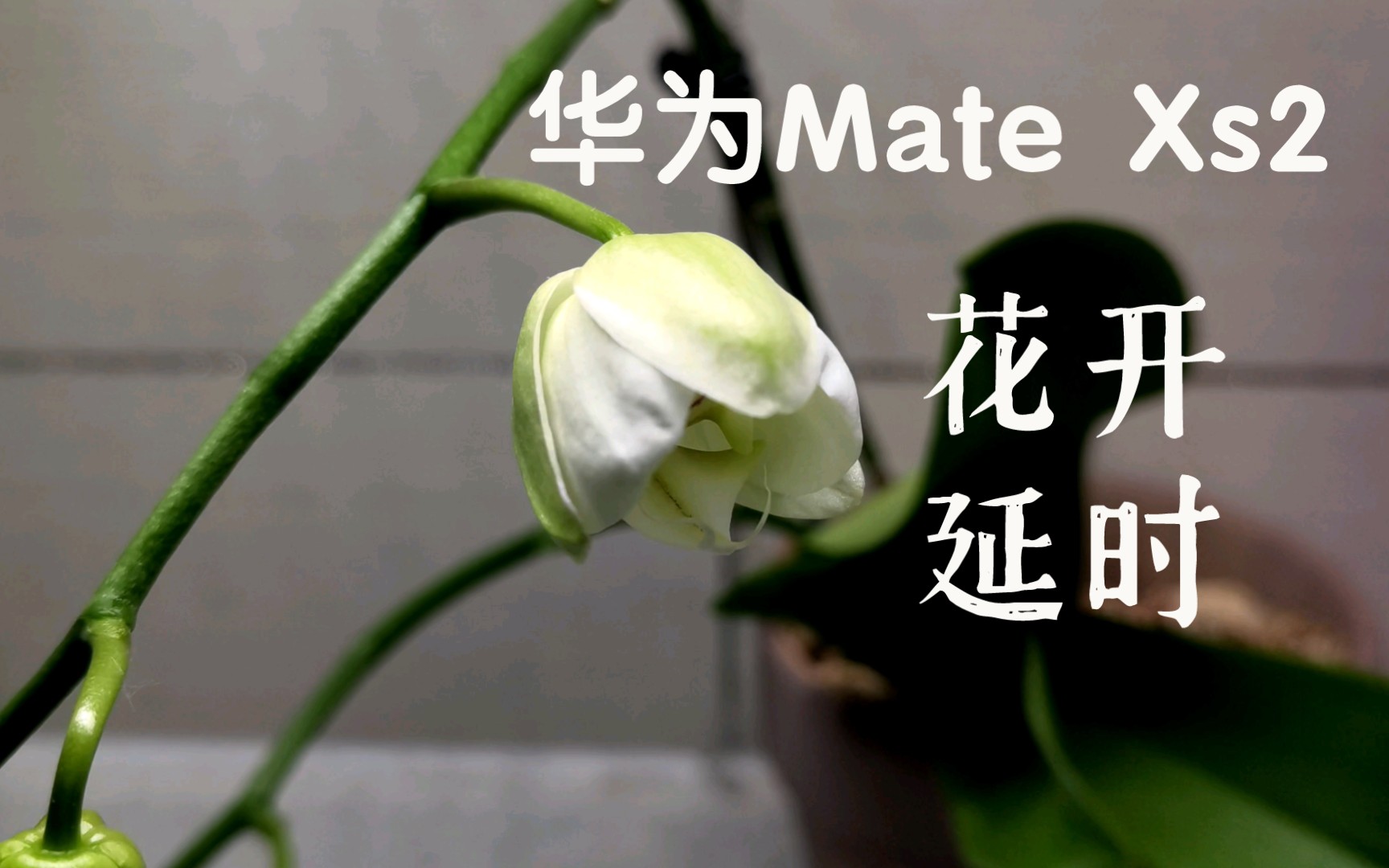 【华为MateXs2】 延时摄影：家里的兰花来了