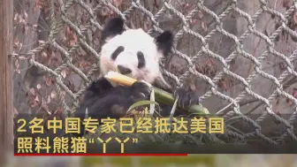 Télécharger la video: 2名中国专家已经抵达美国 照料熊猫“丫丫”