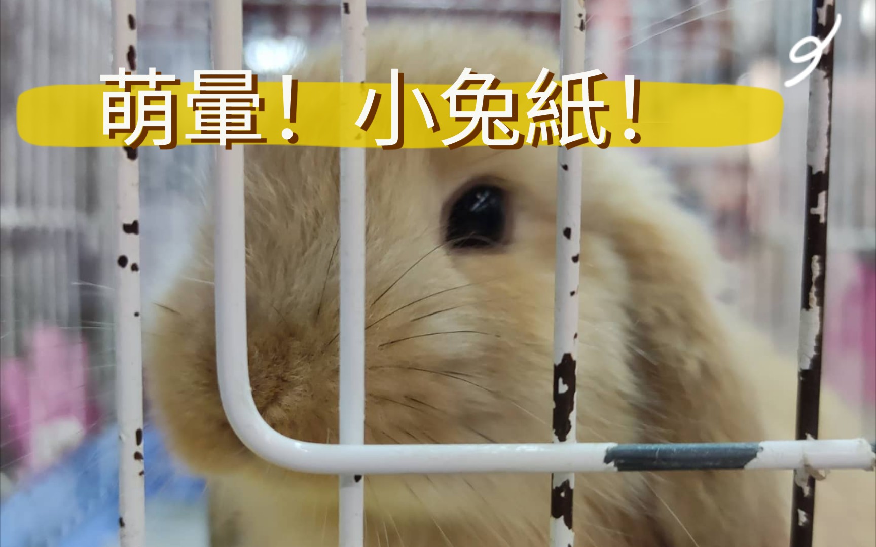 萌晕新竹超市的可爱小兔纸
