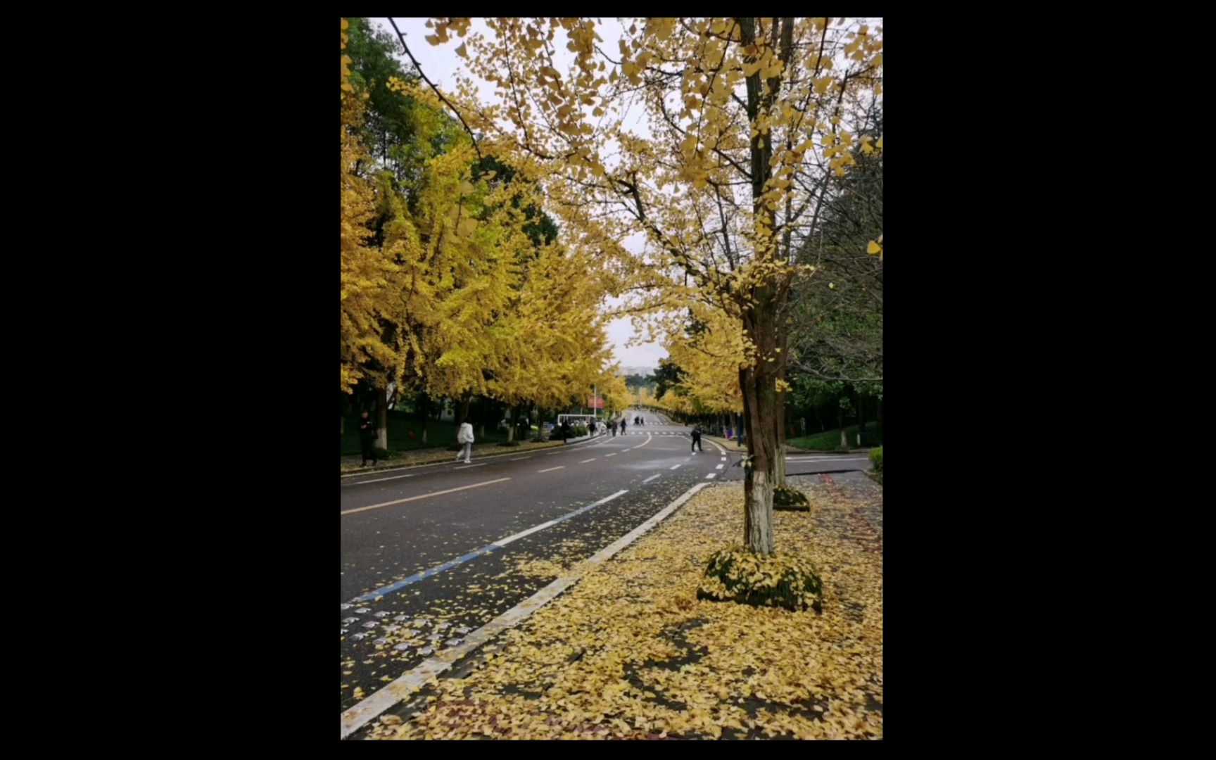 初冬的清晨,重庆大学虎溪校区的校园景色哔哩哔哩bilibili