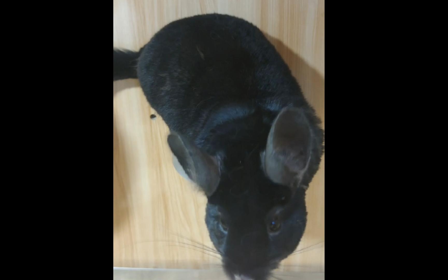 (龙猫)家有一只黑"煤球"