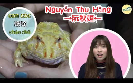 [图]【越南语】【教学】【Tên con vật trong tiếng Trung→十种动物名称】Nguyễn Thu Hằng→阮秋姮的越南语教学篇 系列