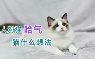 Descargar video: 人对猫哈气猫什么想法