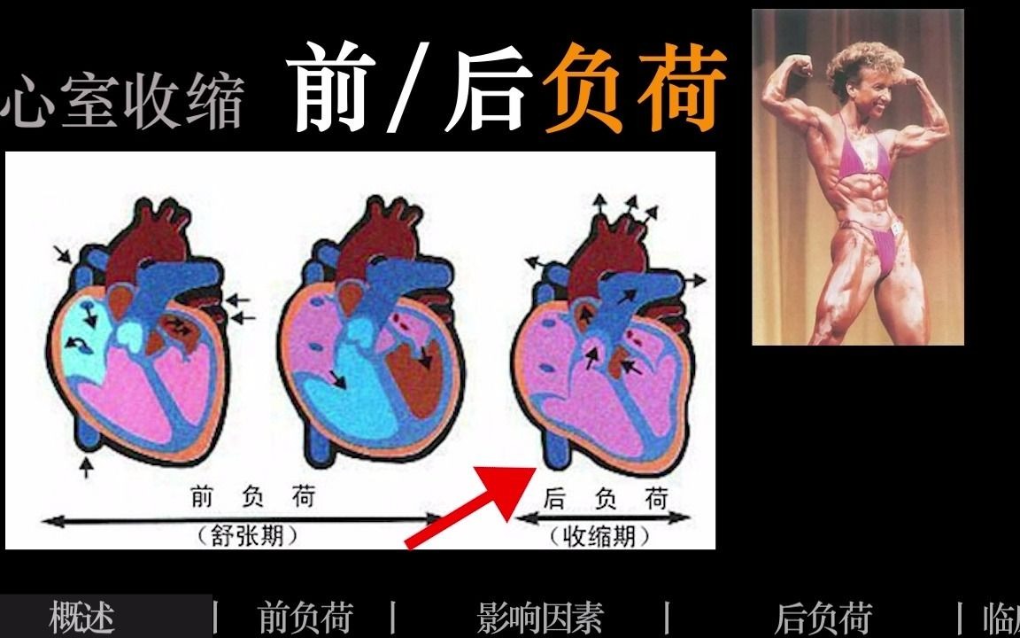 [图]【生理三分钟】心脏前负荷后负荷：负荷是什么？高血压哪个负荷高？心输出量是如何调节的？