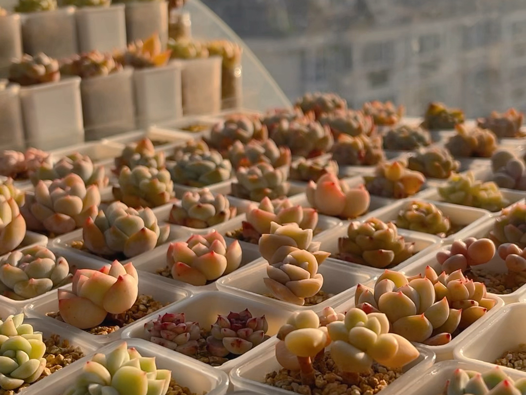 晨光中的多肉小卡拉米