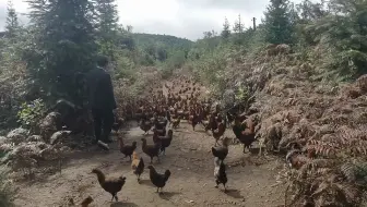 孙师傅在大山里养殖的土鸡会跟着他跑