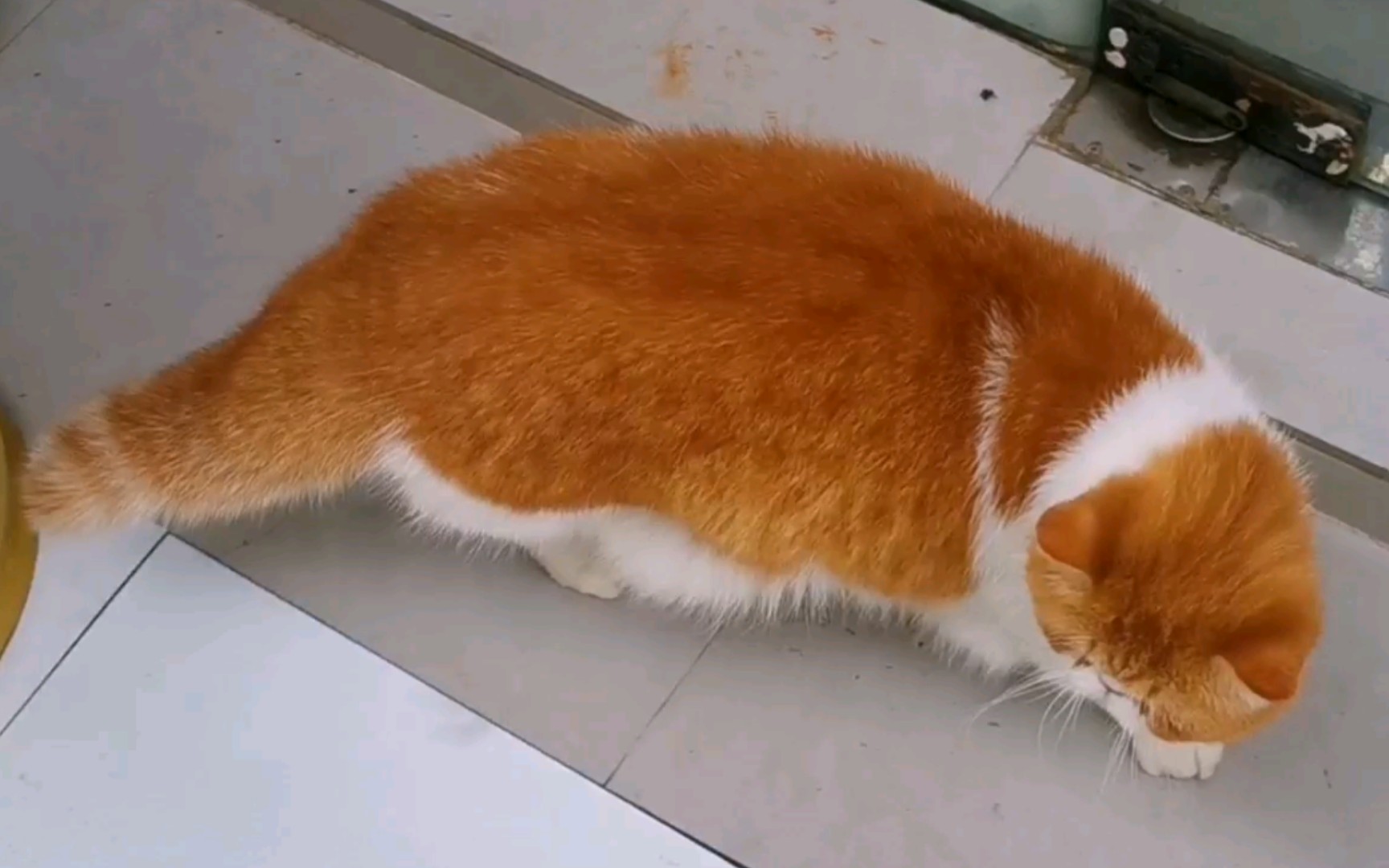 猫仔队队长日记58|俯视你hh