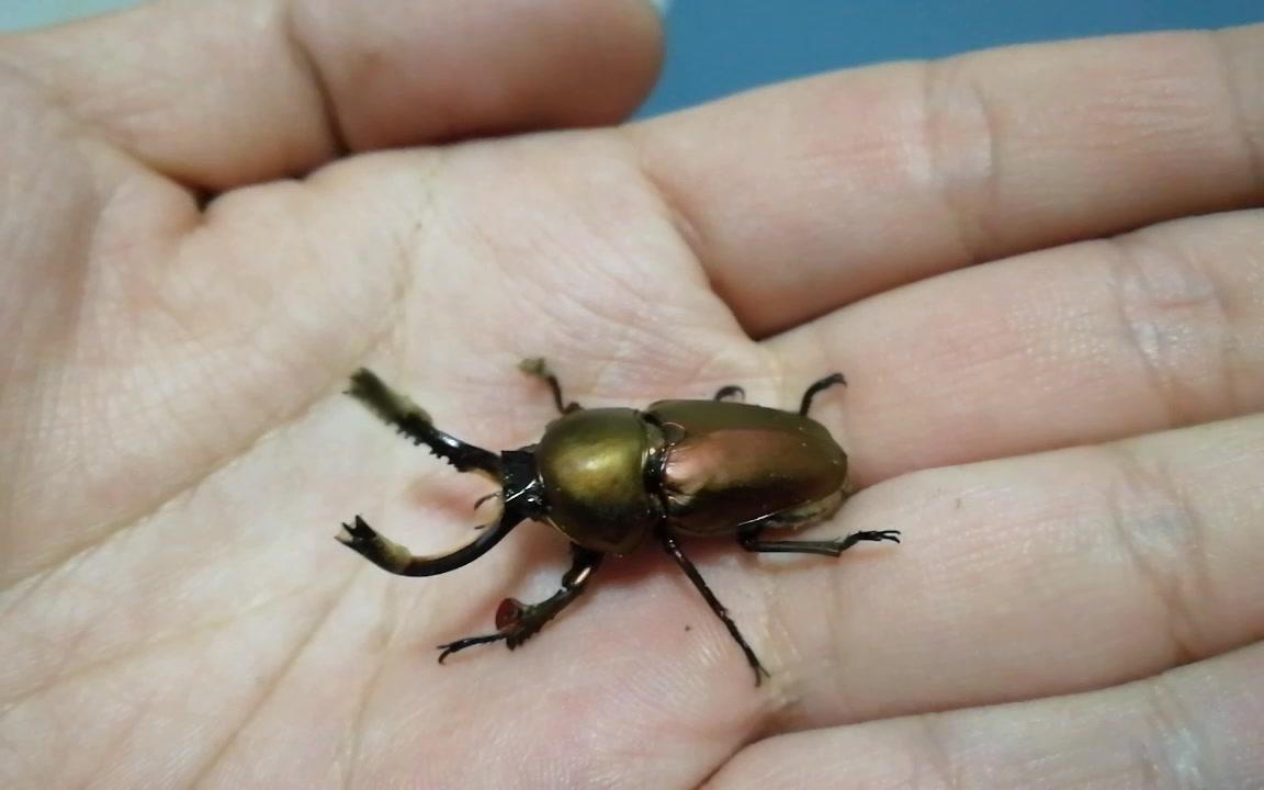 【甲虫】·印尼金锹·小目标完成~~