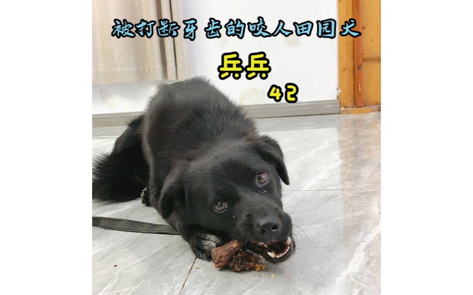 中华田园犬“兵兵”的吃播哔哩哔哩bilibili