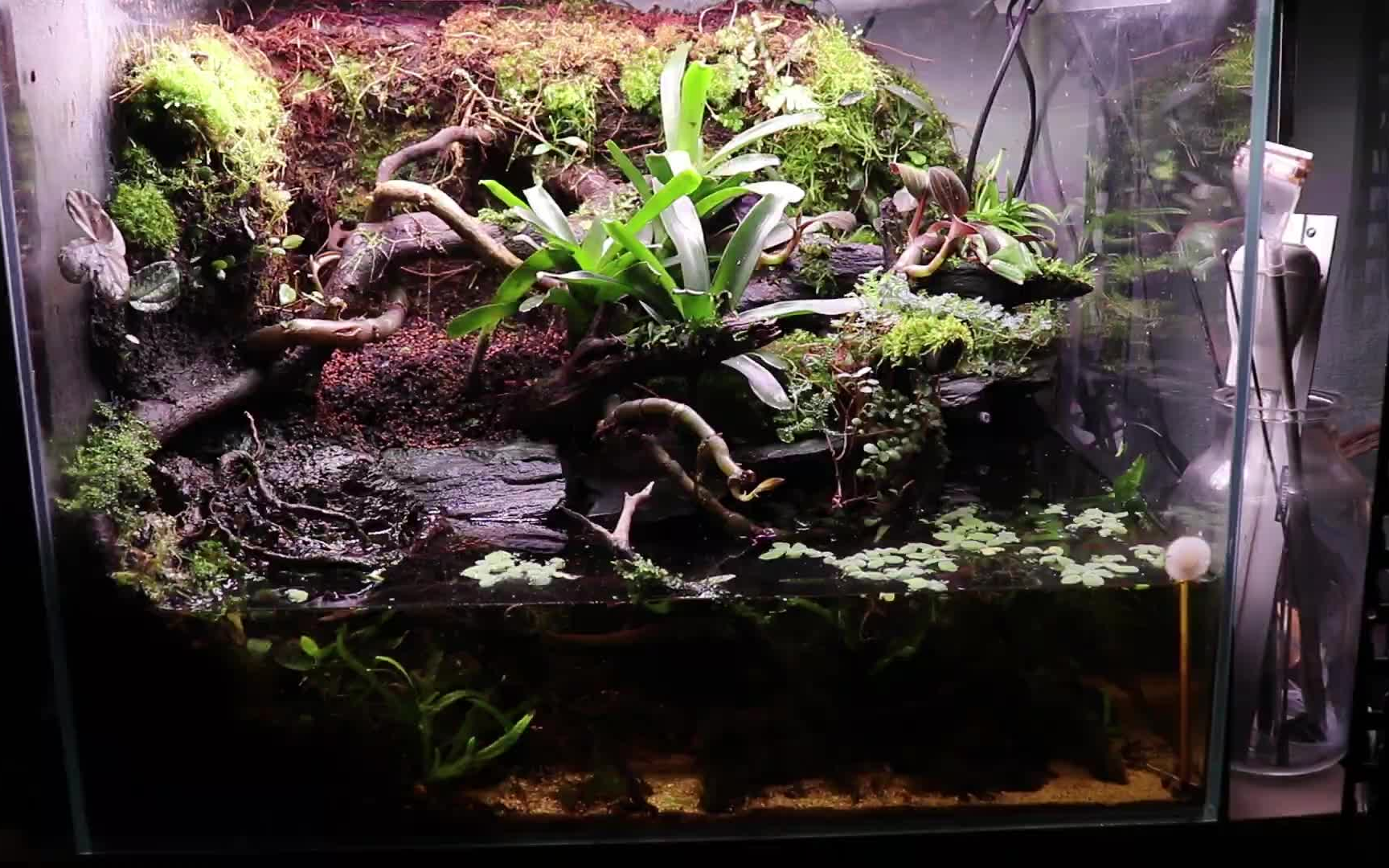 [雨林造景]重新装修水陆缸2 岁的青蛙缸- 修剪植物,种植苔藓biotope