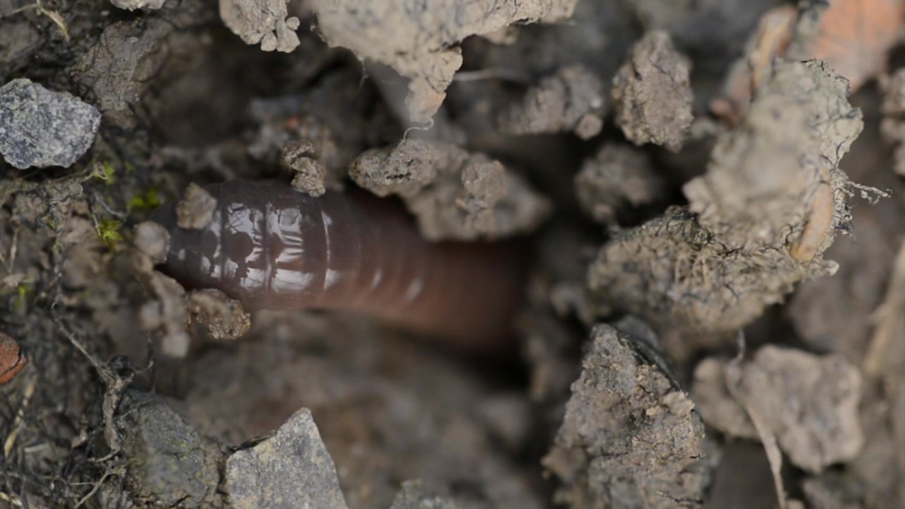 你见过蚯蚓吃东西吗?蚯蚓吃东西进食过程,下饭视频