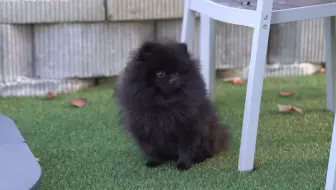 世界上最可爱的狗 Shu And Tree 哔哩哔哩 Bilibili 世界上最可爱的狗 Shu And Tree 哔哩哔哩 Bilibili