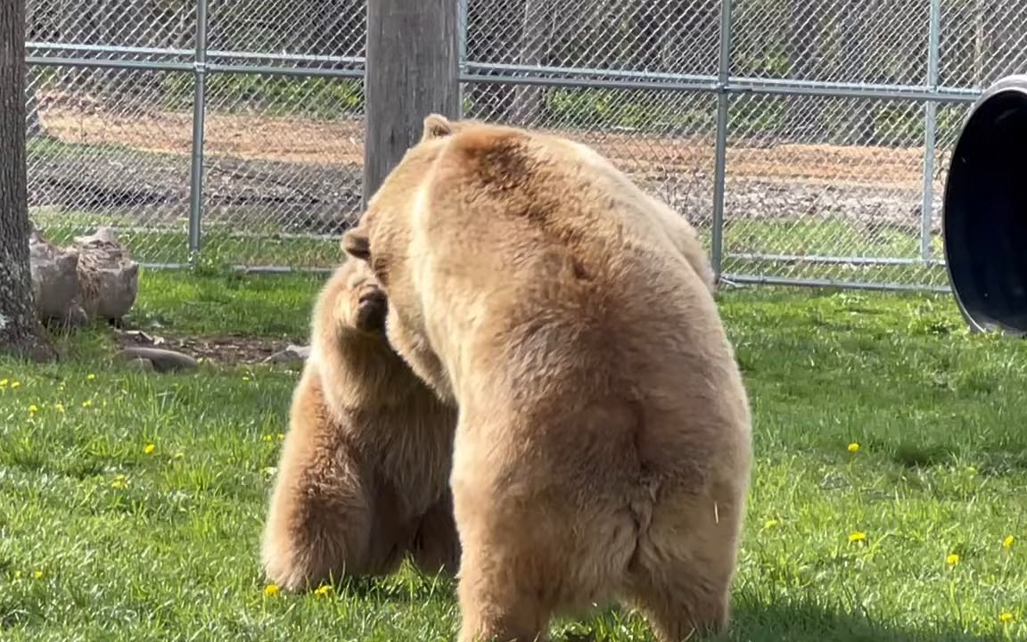 【熊】最可爱的熊熊姐妹花 肉墩墩软乎乎