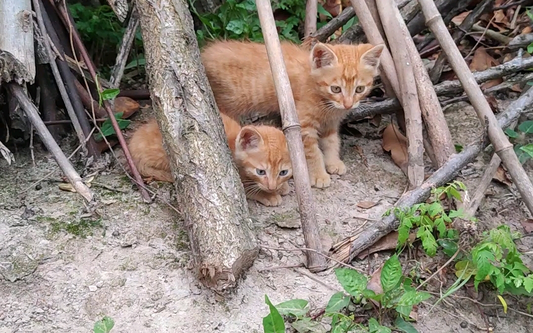 蓝眼睛的橘猫你相信吗?