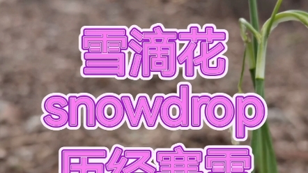 雪滴花(snowdrop),历经风雪,依然绽放,是最耐寒的花,也是第一个开花的花!#海外生活 #一起享受大自然的美 #治愈系风景 #雪滴花哔哩哔哩bilibili