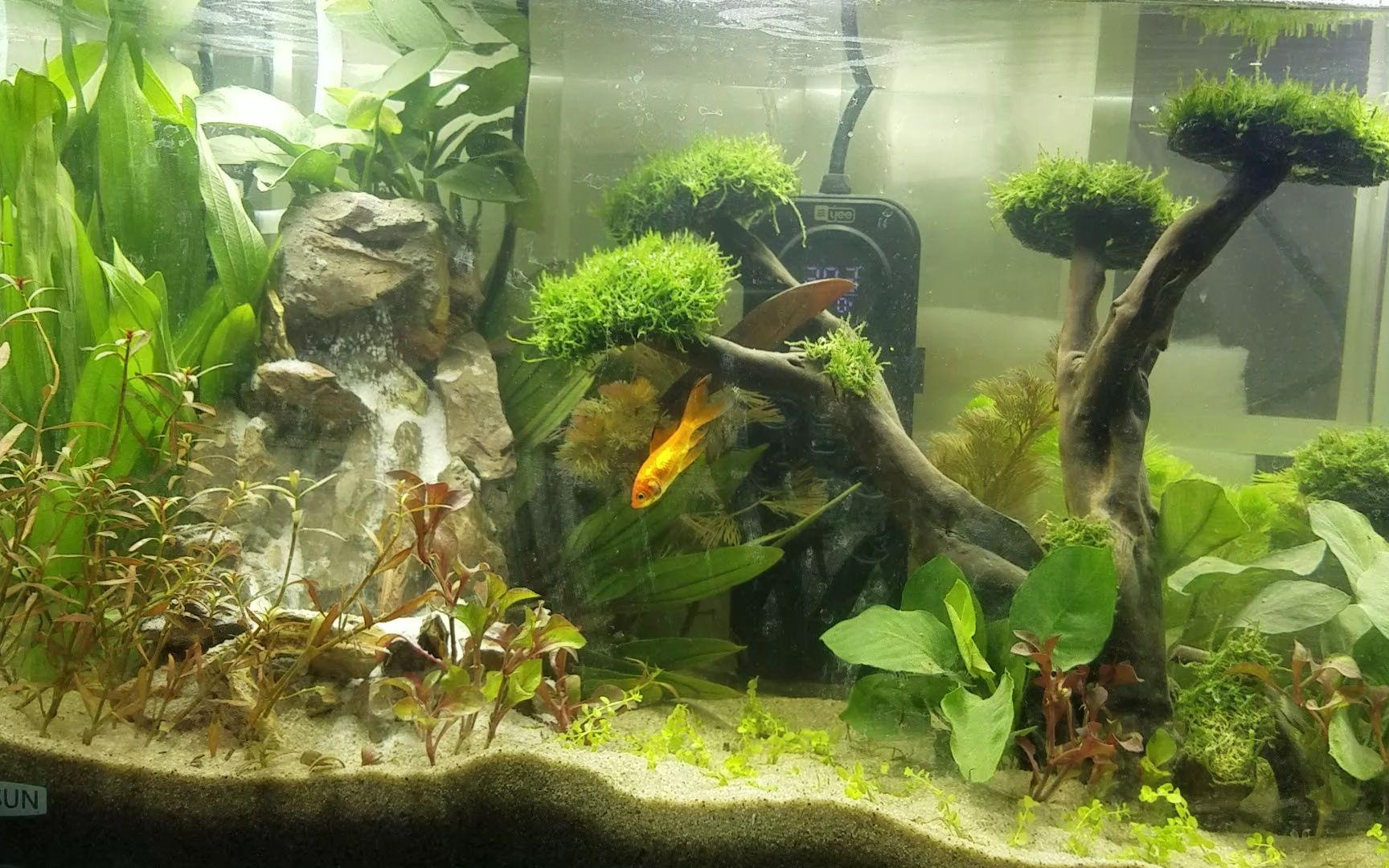 自制流沙瀑布草缸