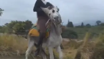 高个美女马靴马刺严厉驯骑毛驴
