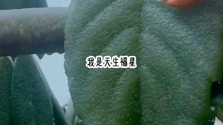 铭《奶包四岁半福星10》我是天生福星,别人对我越好家里就越旺,相反则是家破人亡……哔哩哔哩bilibili