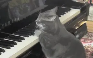 Download Video: 喵星人弹钢琴CATcerto(猫咪协奏曲). Mindaugas Piecaitis Nora The Piano Cat