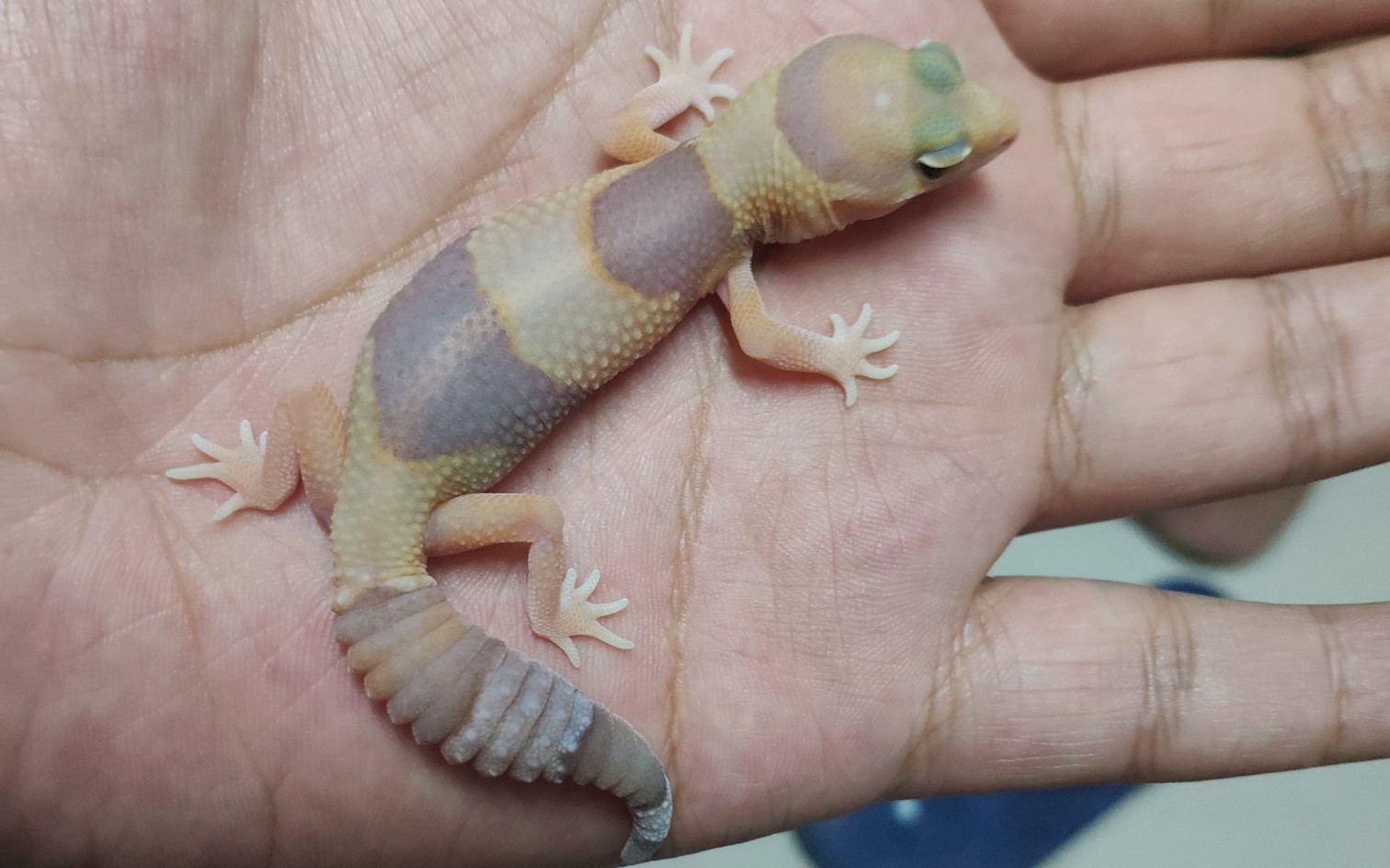 肥尾守宫小橘白 彻底调教成功 改食面包虫 捕食贼主动_哔哩哔哩 (゜