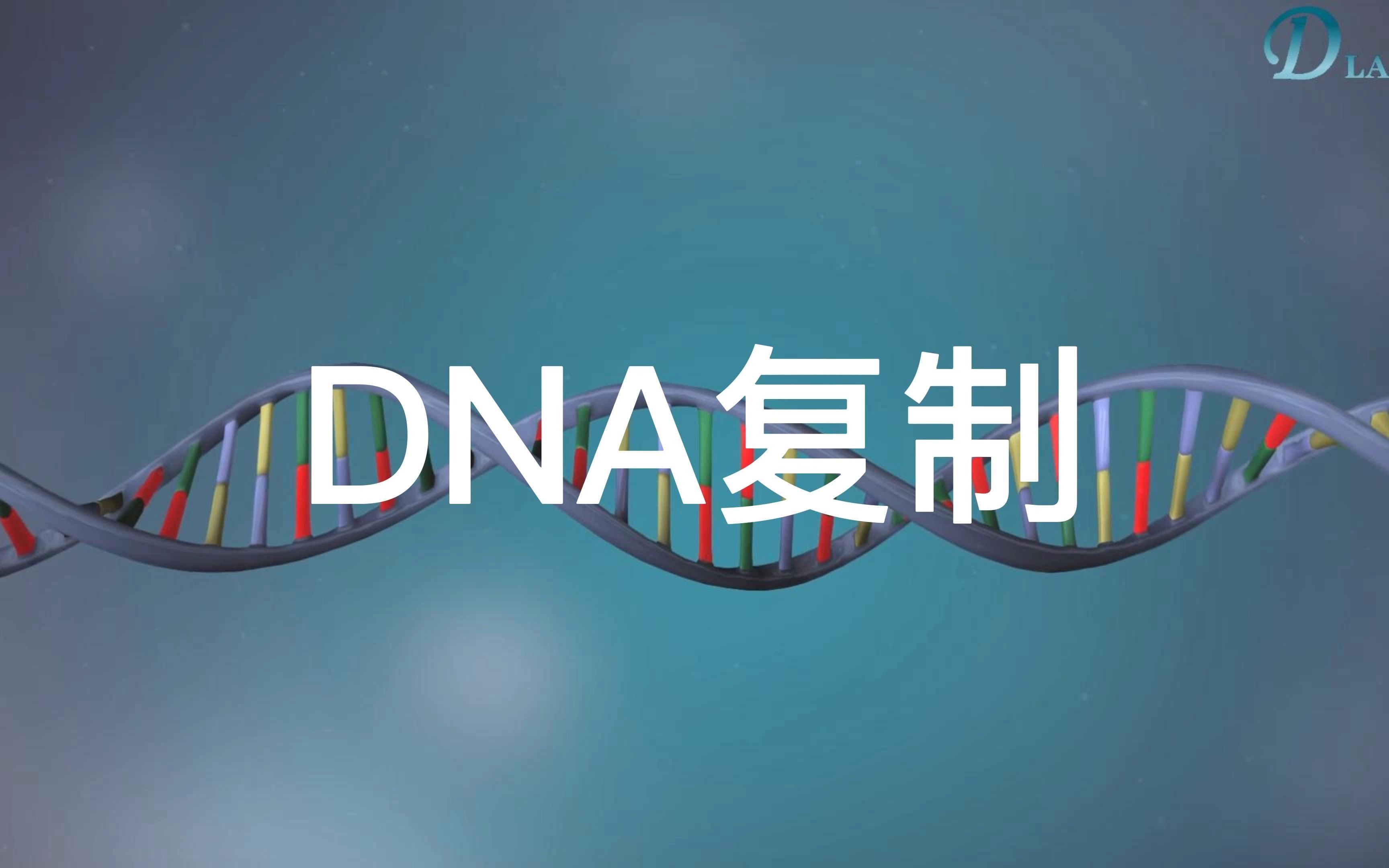 [图]DNA的复制（中英双语字幕）