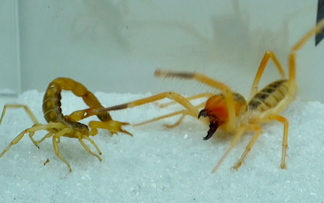避日蛛vs蝎子图片