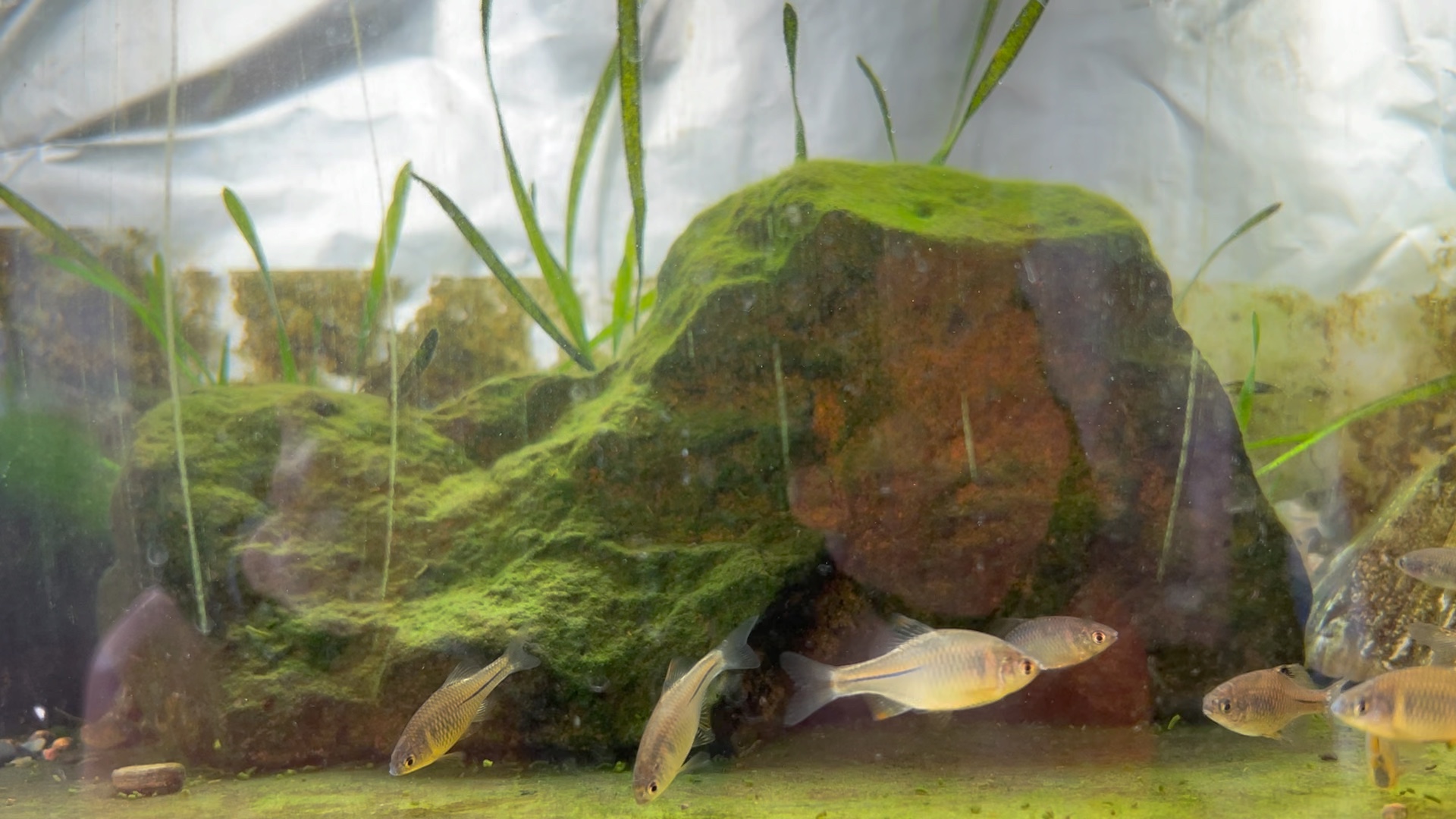 03.06-蓝鼻子鳑鲏缸