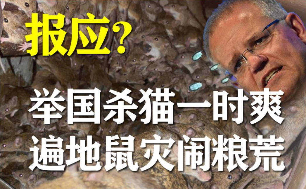 活动作品报应来了澳大利亚鼓励全民灭杀流浪猫2021之夏被老鼠的海洋