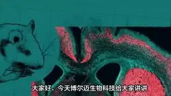 Download Video: 生物缓冲液中MES的作用机制