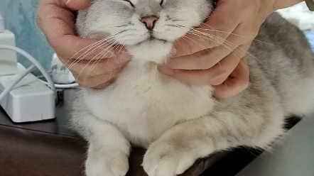 猪咪汤圆圆按摩时的表情有多销魂,爽歪歪到飞起.