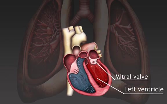 [图]The cardiac cycle