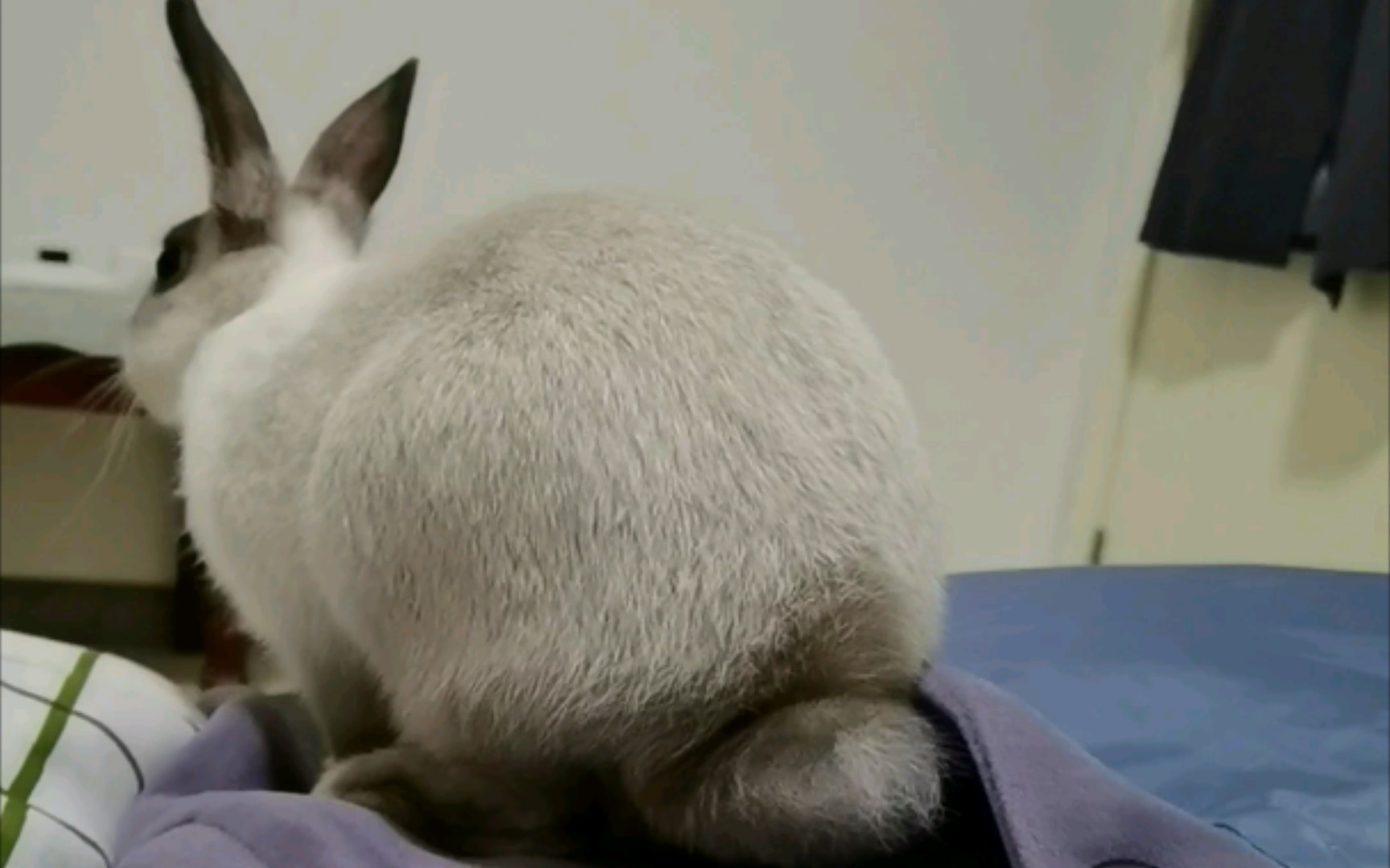 兔子的尾巴有多短