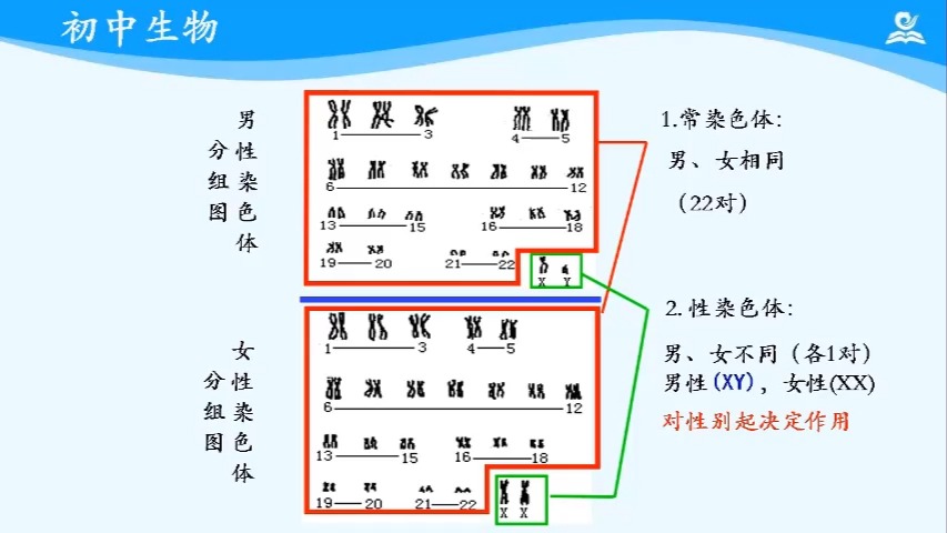 2.4 人的性别遗传