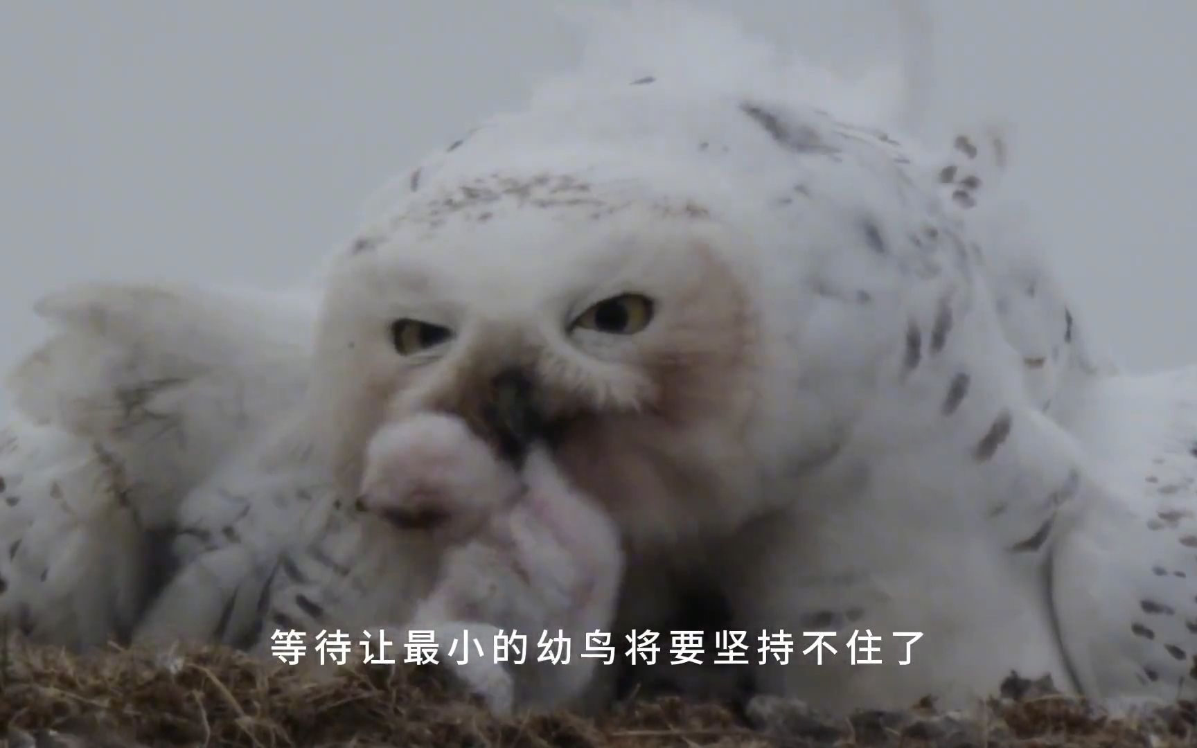 最美的猫头鹰——雪鸮,艰难的生存现状哔哩哔哩bilibili