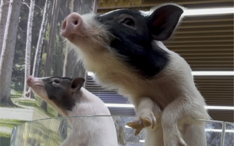 愿生活充满阳光和微笑 #养殖不易每天记录生活 #记录可爱的动物 #小